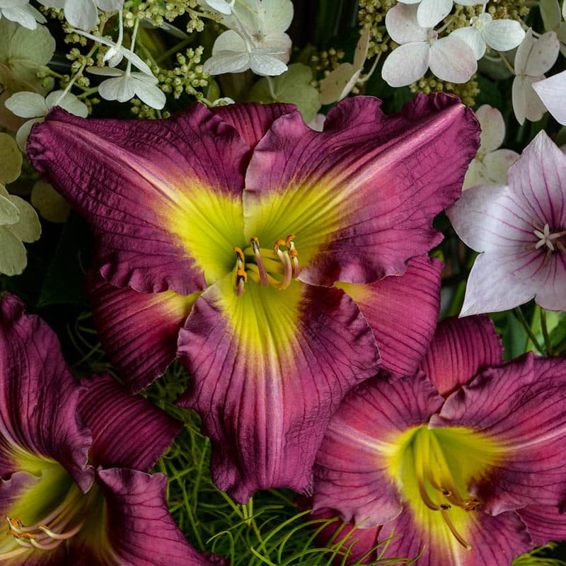 Garden Show Reblooming Daylily - Shop Daylily Bulbs