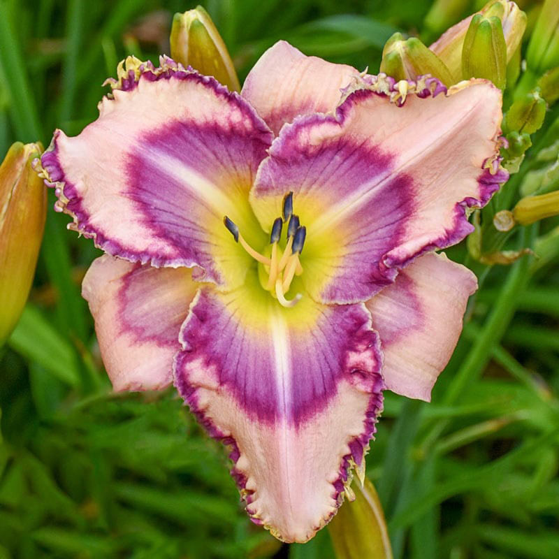 Handwriting on the Wall Reblooming Daylily