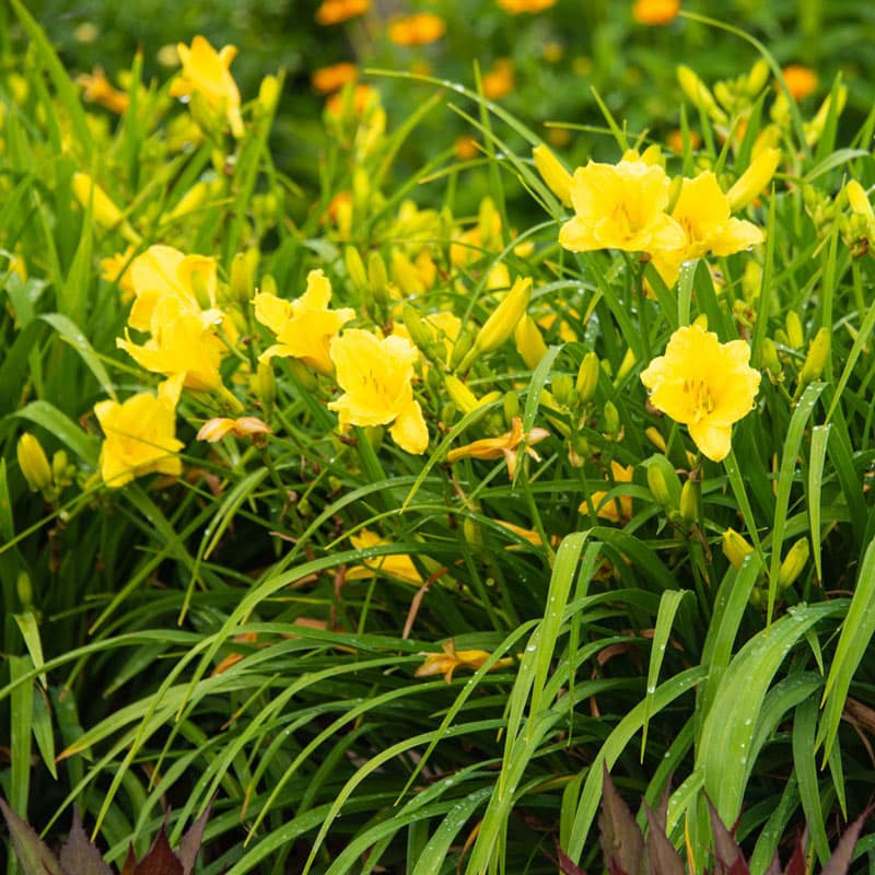 Happy Returns Daylily - Shop Classic Daylilies