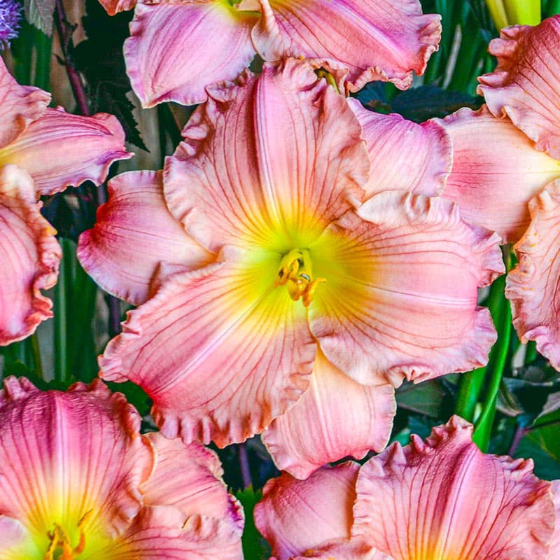 Jolyene Nichole Daylily - Shop Daylily Plants