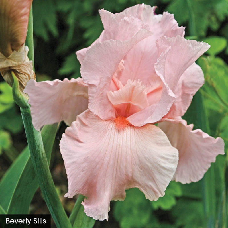 Reblooming Iris Collection- Iris Rhizomes