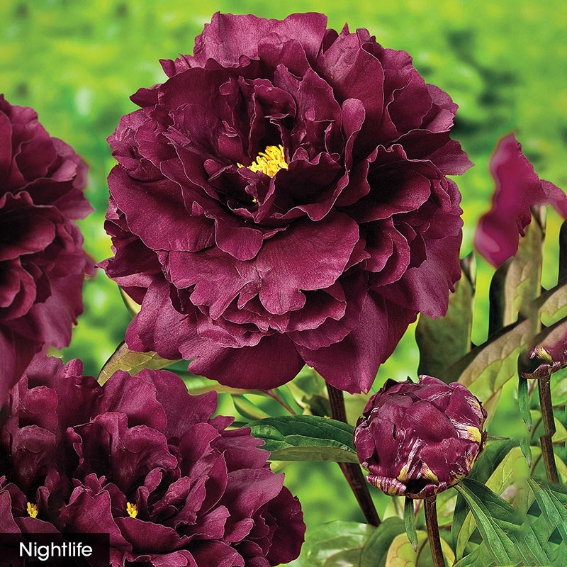 Most Fragrant Peony Collection