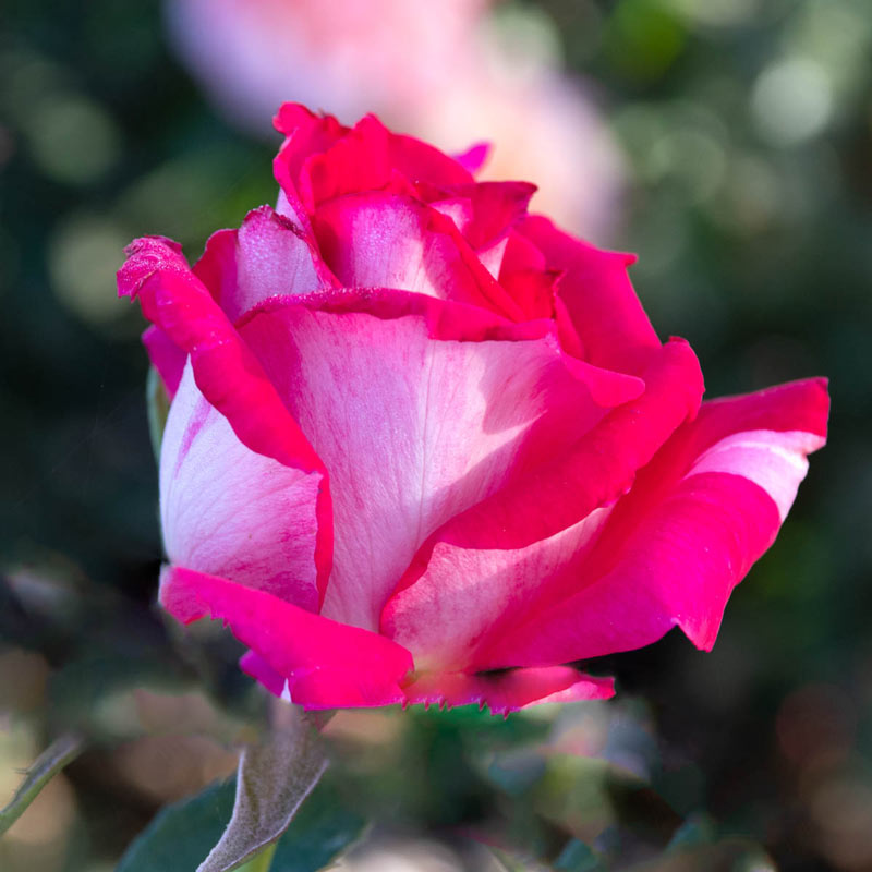 Picture Perfect Hybrid Tea Rose