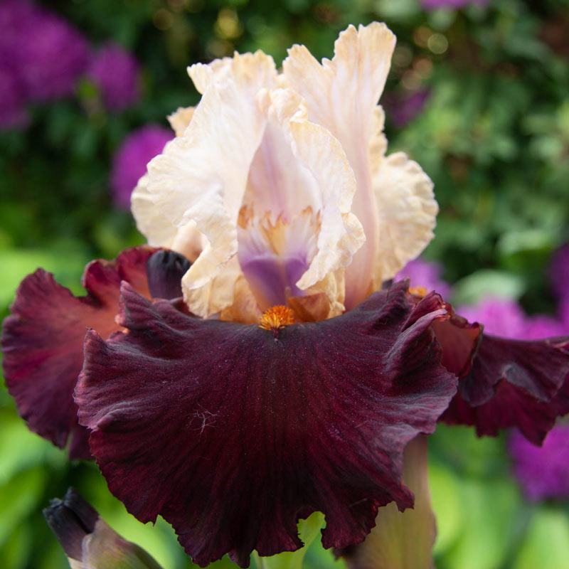 Broad Shoulders Bearded German Iris