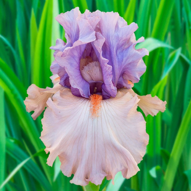 La Scala Bearded German Iris – Shop Iris