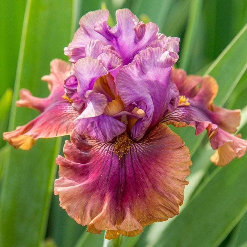 Nelly Tardivier Bearded German Iris