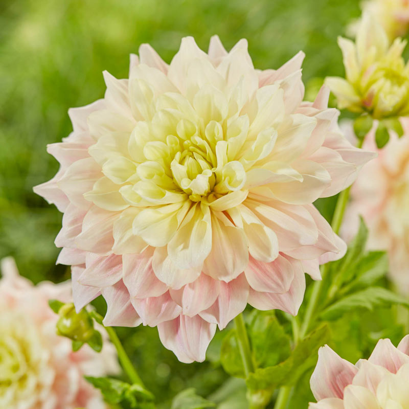 Break Out Dahlia - Pale Pink Dinnerplate Dahlia