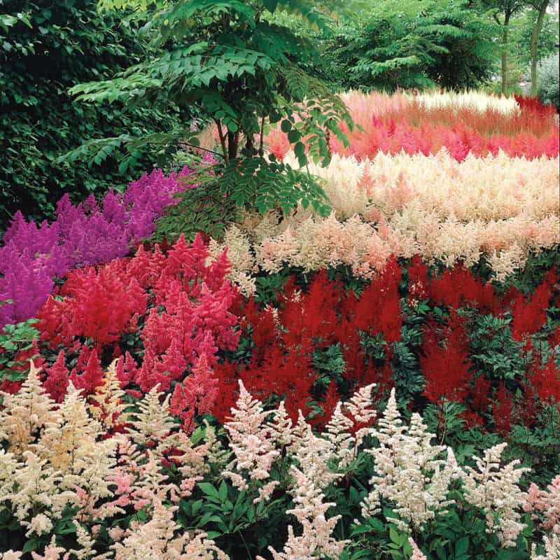 Buy Mixed Astilbe