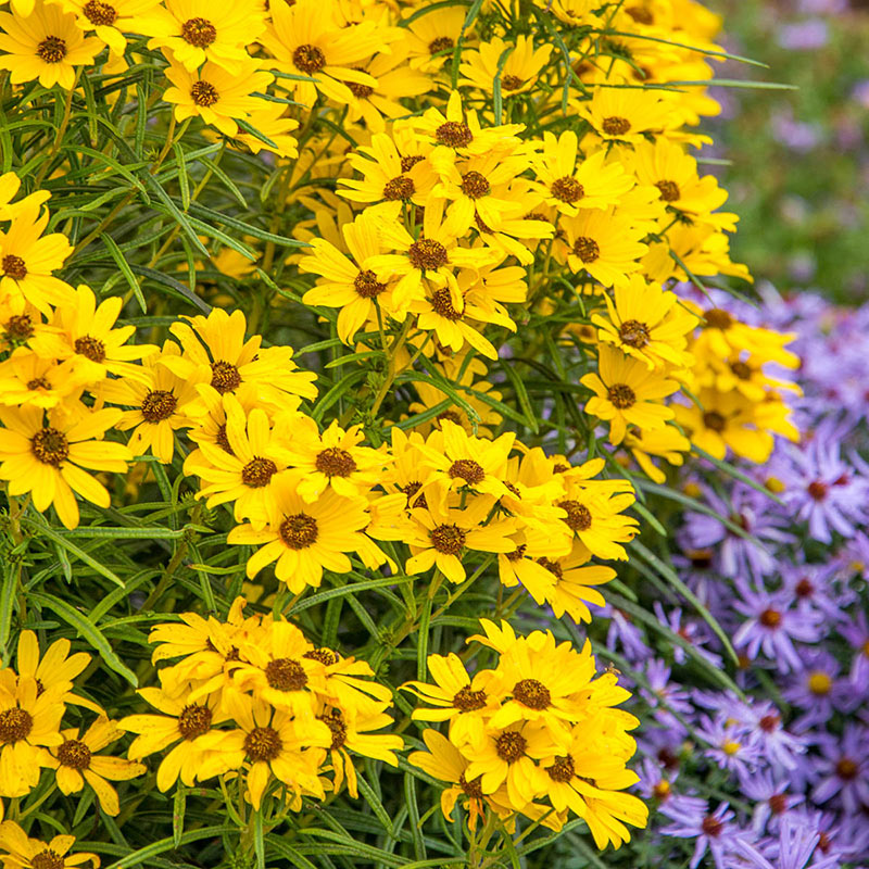 First Light Helianthus - Shop Native Flowers