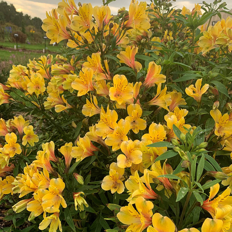 Golden Tiara Peruvian Lily - Alstroemeria