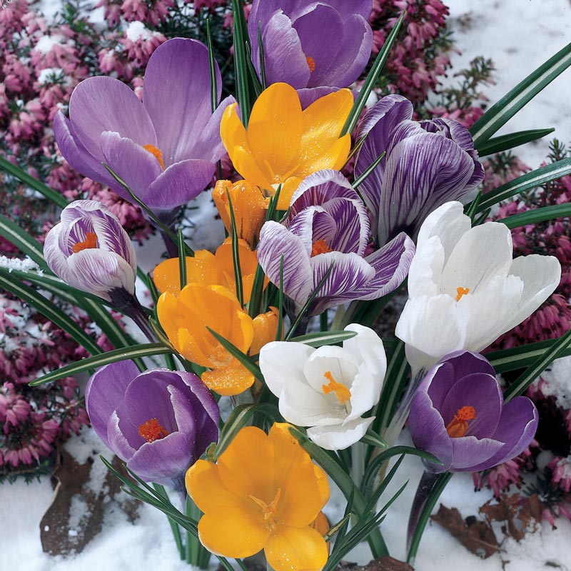 Giant Crocus for Naturalizing