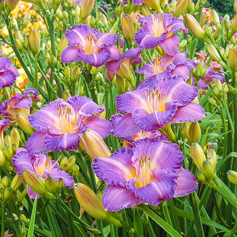 Entrapment Jumbo Daylily - Shop Daylilies