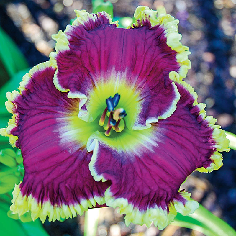 Mulberry Freeze Daylily - Shop Daylilies