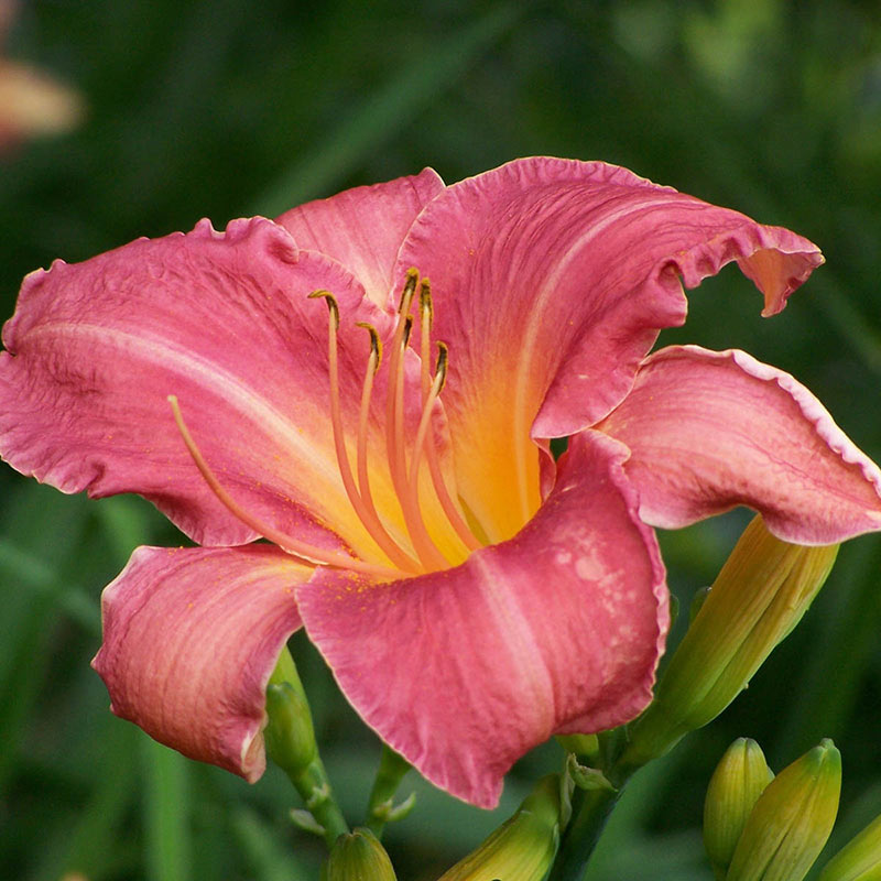 Persian Market Jumbo Daylily - Shop Daylilies