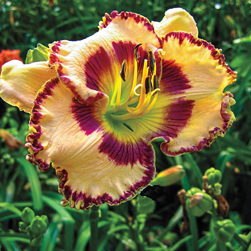 Sink Into Your Eyes Daylily - Jumbo Daylilies