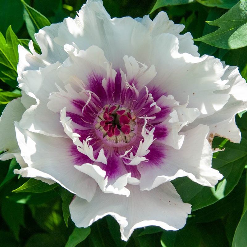 Raggedy Ann Itoh Peony - Shop Itoh Peonies