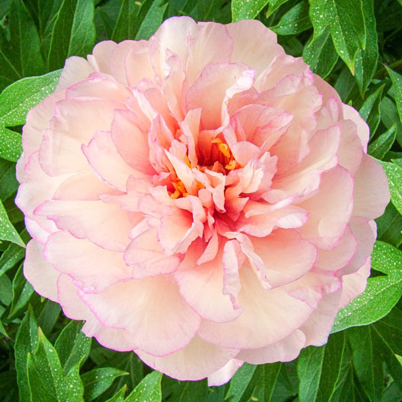 Scrumdiddlyumptious Itoh Peony - Shop Itoh Peonies