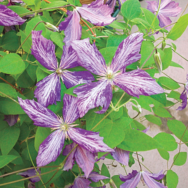 Clematis Tie Dye - Shop Clematis