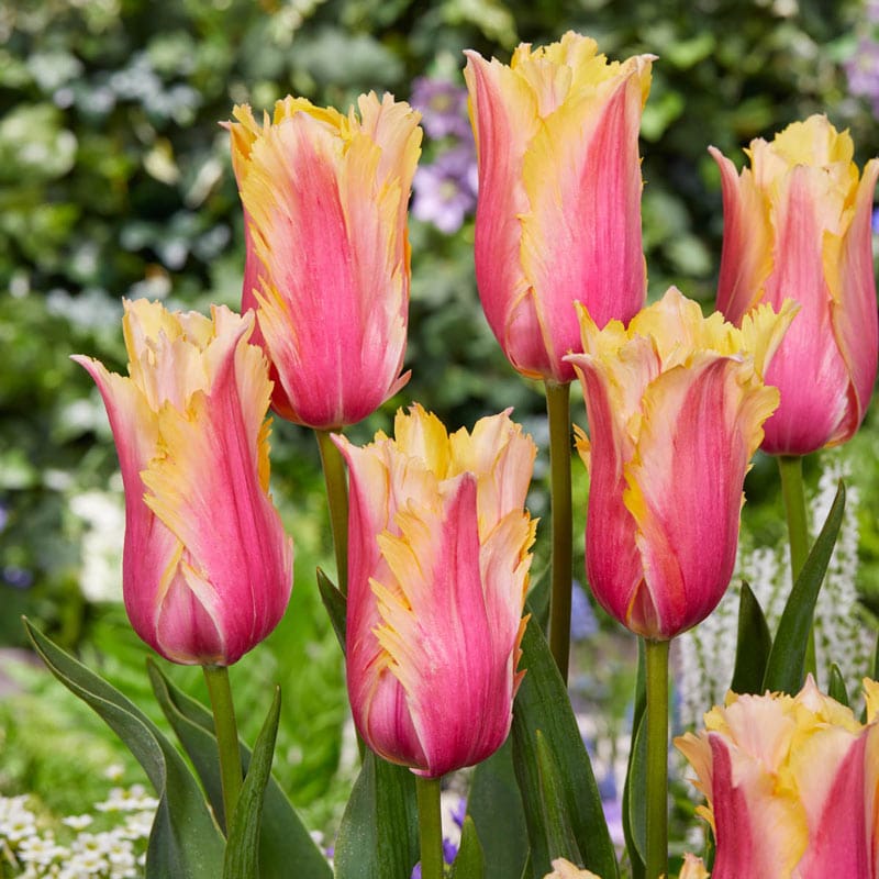 Flaming Memory Fringed Tulip – Shop Tulips