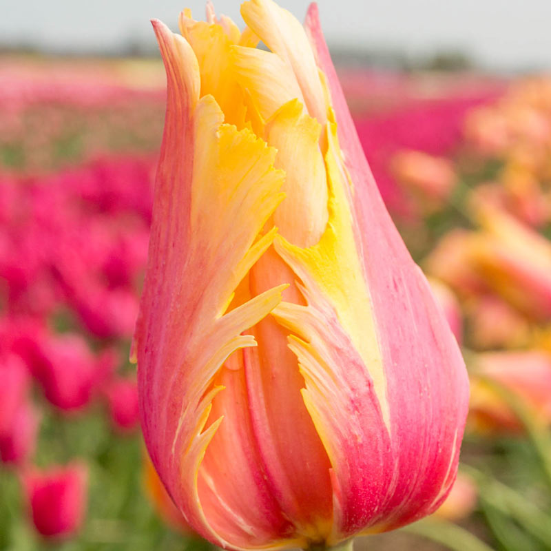 Flaming Memory Fringed Tulip – Shop Tulips