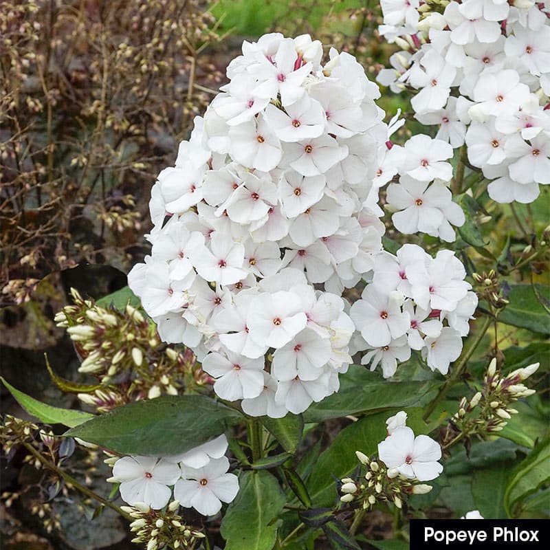 Summer Glow Tall Phlox For Sale