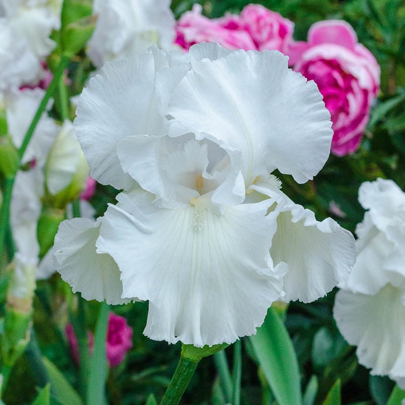 Immortality Reblooming Tall German Iris