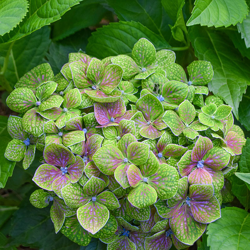 Froggie Bigleaf Hydrangea