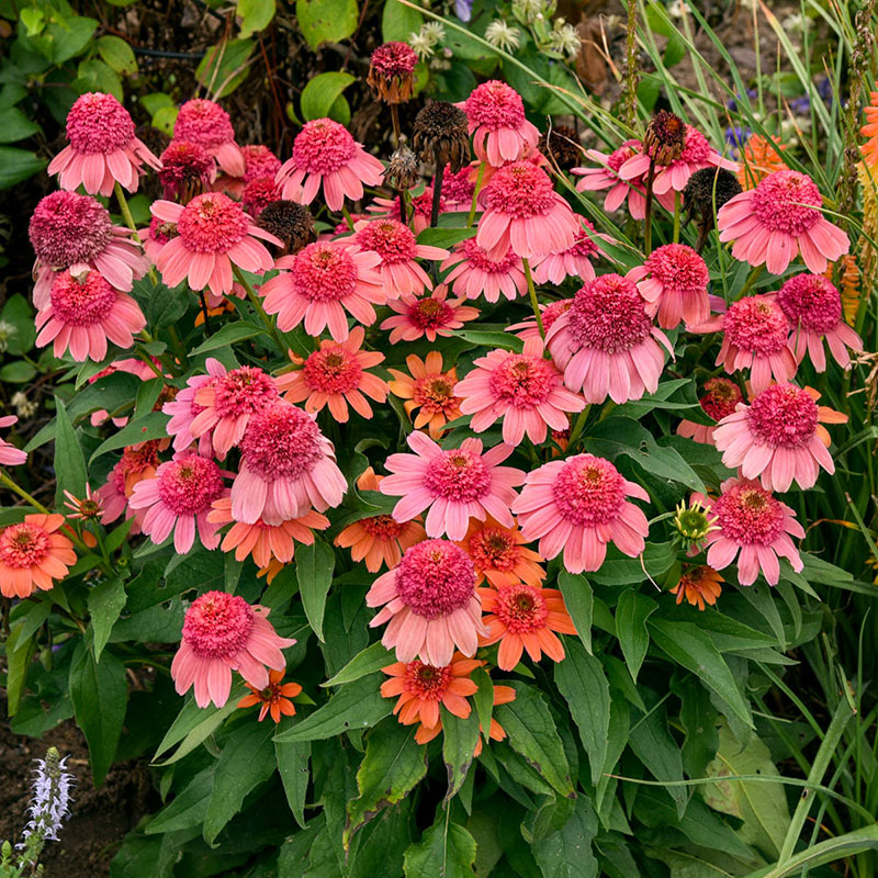 Double Dipped Rainbow Sherbet Coneflower