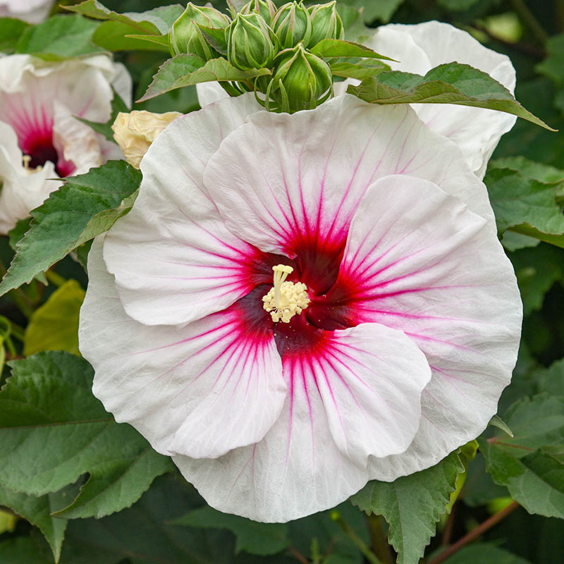 Angel Eyes Hibiscus - Shop Hibiscus