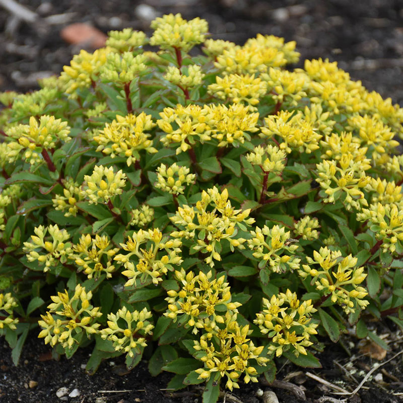 Glitterbug Sedum - Shop Sedum