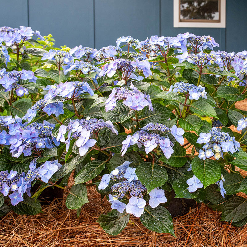 Endless Summer Pop Star Bigleaf Hydrangea