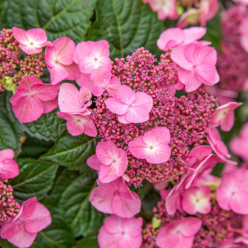 Endless Summer Pop Star Bigleaf Hydrangea