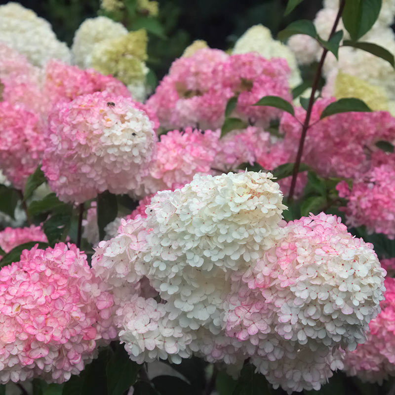 First Editions Vanilla Strawberry Paniculata Hydrangea