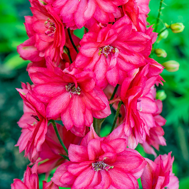 Red Lark Delphinium - Shop Delphinium