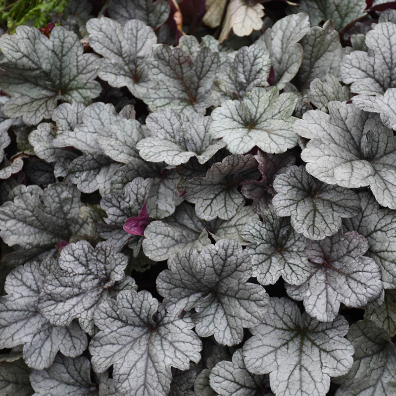 Smoke and Mirrors Heuchera - Shop Heuchera