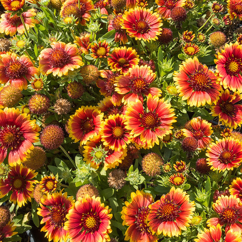 Arizona Sun Gaillardia - Shop Blanket Flower