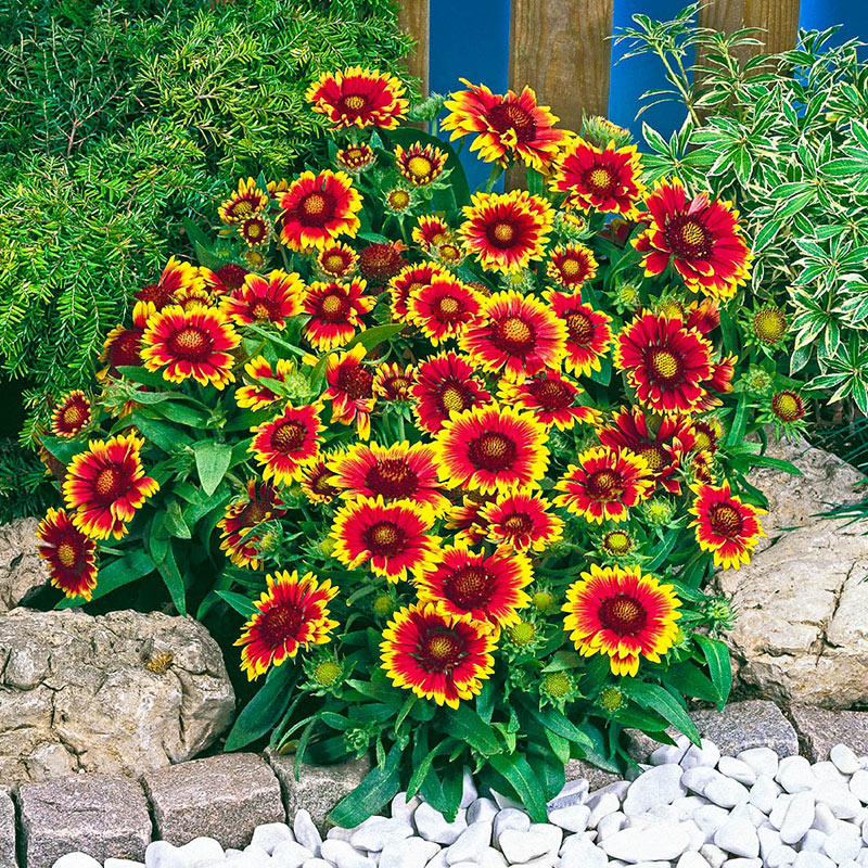 Arizona Sun Gaillardia - Shop Blanket Flower