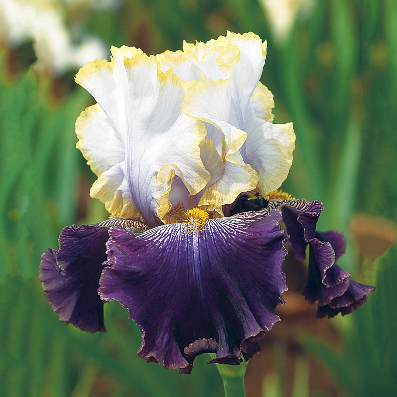 Slovak Prince Bearded Iris - Shop Iris Rhizomes