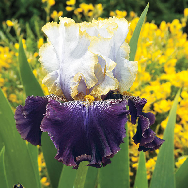 Slovak Prince Bearded Iris - Shop Iris Rhizomes