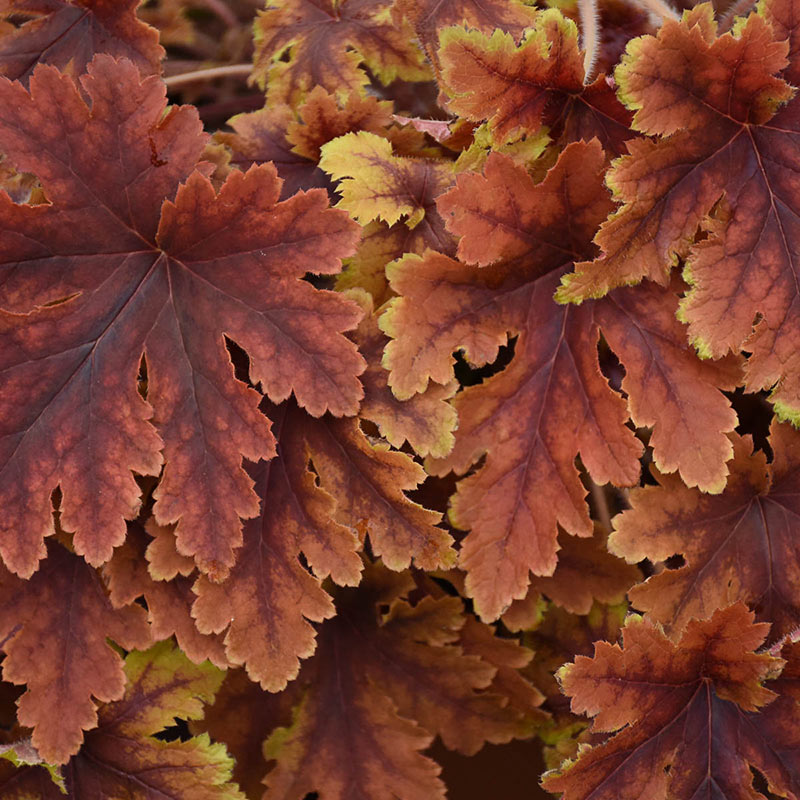 Copper King Foamy Bells - Shop Heucherella