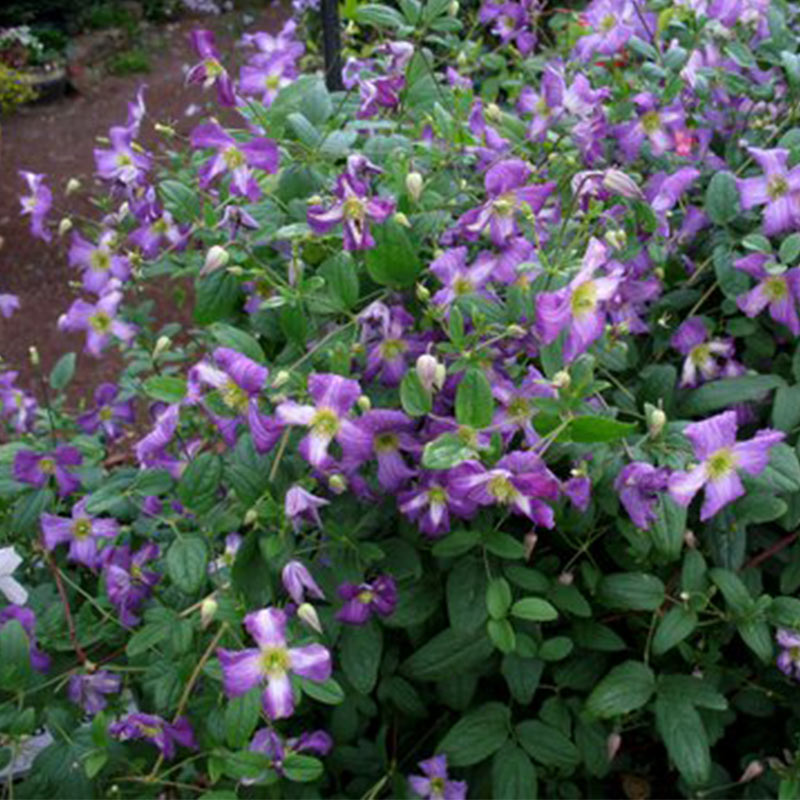 Clematis White Heart - Shop Clematis