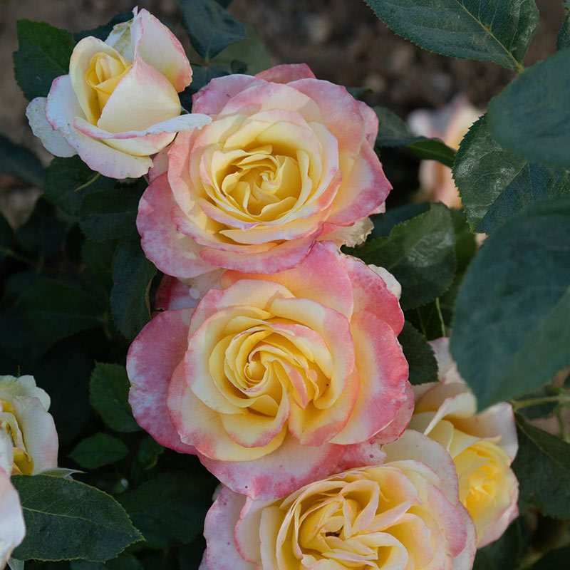 Make Me Blush Hybrid Tea Rose - Pink and Yellow