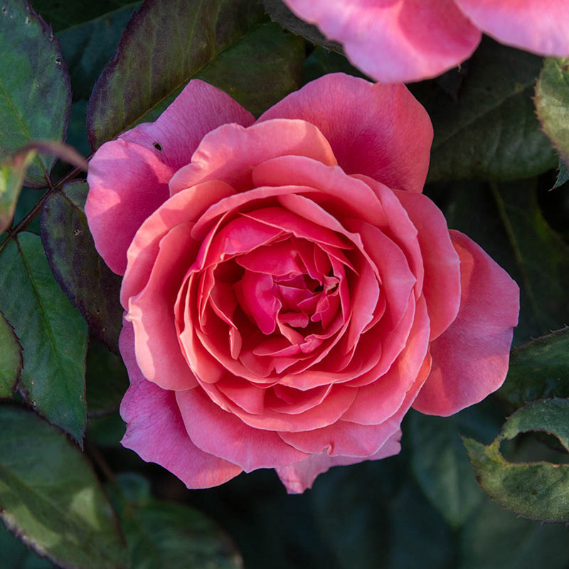 Miss Manners Grandiflora Rose - Pink Grandiflora