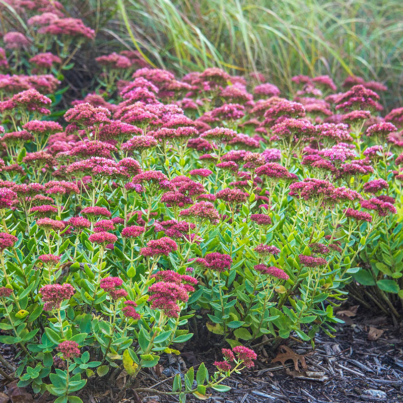 Autumn Joy Sedum - Shop Succulents