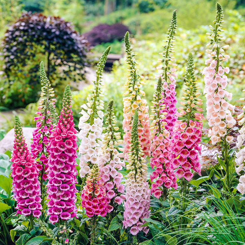 Excelsior Foxglove Mix - Shop Foxglove