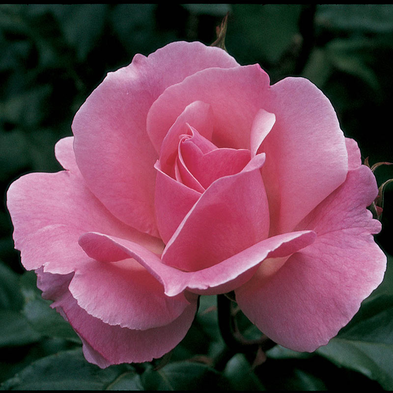 Queen Elizabeth Grandiflora Rose - Shop Roses