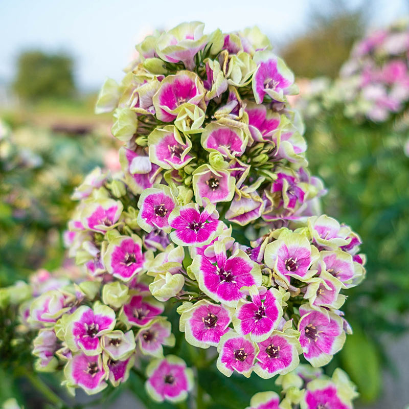 Orchid Yellow Tall Phlox - Shop Phlox