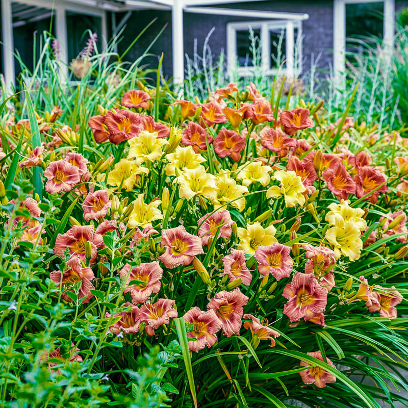 Our Choice Jumbo Daylily Collection