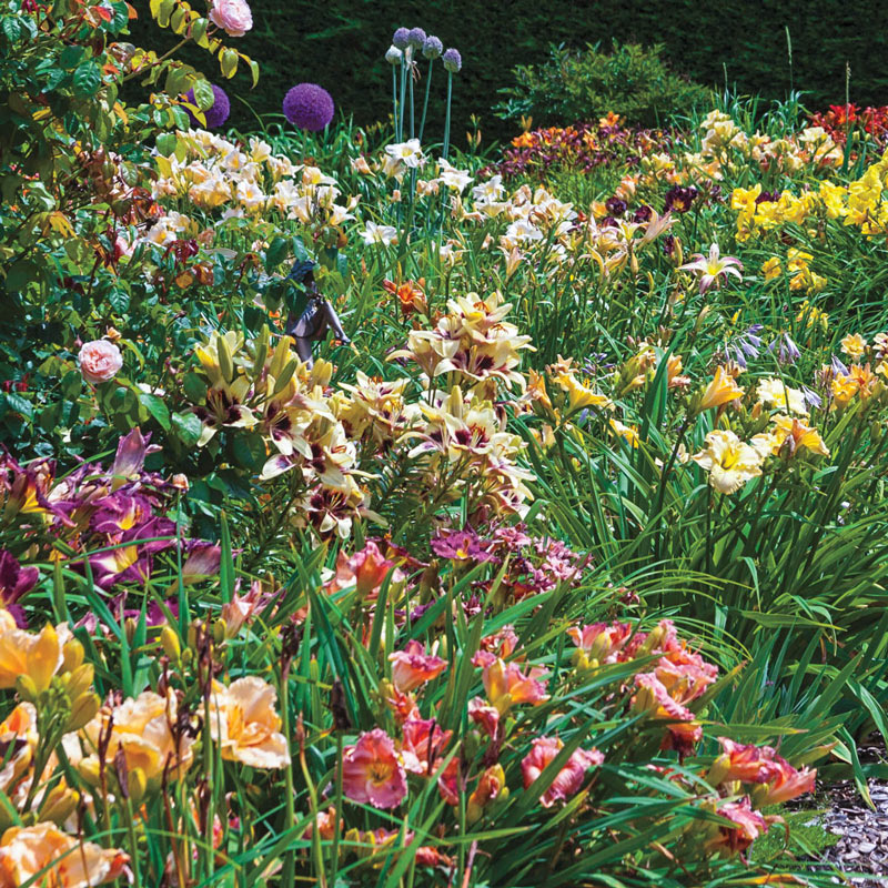 Our Choice Jumbo Daylily Collection