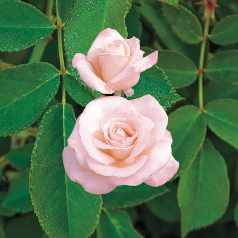 New Zealand Hybrid Tea Rose